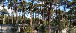 a group of palm trees in front of a house at Superbe mobil-home à Seignosse plage in Seignosse