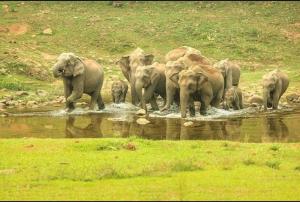 Άλλα ζώα σε αυτή η βίλα ή στη γύρω περιοχή