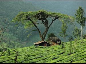 un árbol en medio de un campo con una casa en Munnar Wood valley, en Munnar