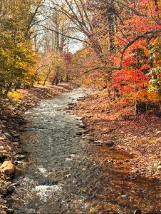 un ruisseau dans les bois avec un feuillage d'automne dans l'établissement Cozy Creek Cottages, à Maggie Valley