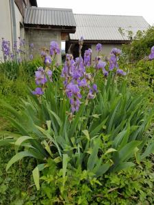 Un ramo de flores moradas en un jardín en Vikendica, en Mojkovac