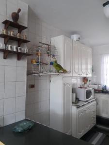ein Vogel, der auf einem Kühlschrank in einer Küche sitzt in der Unterkunft Casa no Condomínio Moana - Praia Martins de Sá in Caraguatatuba + 7 Fotos