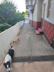 two dogs standing on a sidewalk next to a building at Balneário cascata chalés in Tianguá +1 photo