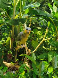 a bird is sitting on a tree branch at Balneário cascata chalés in Tianguá
