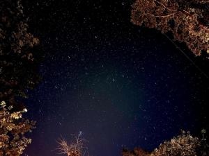 a starry night with trees in the foreground at Frolic Field Nasu 源泉温泉の檜風呂 一棟貸切 BBQ ドッグラン 犬OK 9名 星空テラス in Nasu