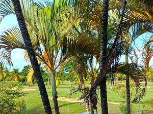a group of palm trees in a park at Studio Le Sablé in Îlet à Christophe