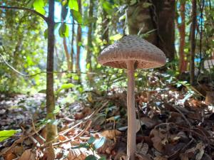 a mushroom sitting on the ground in the woods at Ko Glamping in Valdivia +1 photo