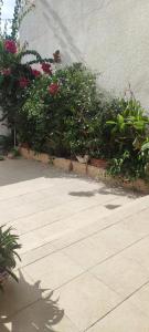 a group of flowers and plants next to a building at Myhouse in Ariana