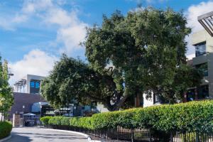 a tree in front of a building with a fence at Homewood Suites by Hilton Palo Alto in Palo Alto +52 photos