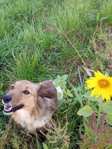Čierny BlhにあるNa vŕškuの草の横に横たわる犬