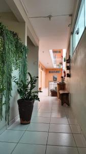 un couloir avec une usine de pot dans un bâtiment dans l'établissement Pousada Lirio do Vale, à Cachoeira Paulista