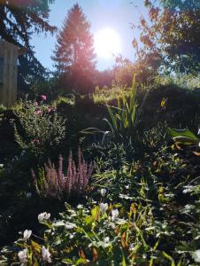 a garden of flowers with the sun in the background at À fleur de source in Mer +1 photo