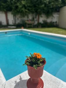 Eine Blume in einer Vase neben einem Pool in der Unterkunft Casa Villa Elisa Rio Tercero in Río Tercero