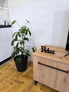 a plant sitting next to a wooden dresser at Apartman Stefani in Pirot +23 photos