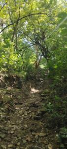 a dirt path in a wooded area with trees at Eco camping JASAL in Calabolo