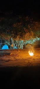 a group of trees at night with a fire at Eco camping JASAL in Calabolo