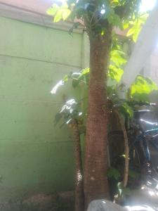 a tree next to a bike next to a wall at Minicasa in Coquimbo