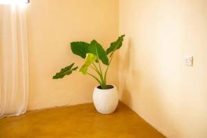 une plante dans un vase blanc dans une pièce dans l'établissement Ocean Breeze Apartments zanzibar, à Zanzibar City