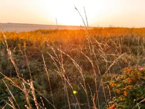 a field of tall grass with the sunset in the background at 5 star holiday home in Rømø in Rømø Kirkeby +35 photos