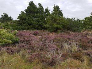 een veld van hoog gras met bomen op de achtergrond bij 6 person holiday home in Rømø in Vesterhede +30 foto's