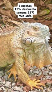 un iguane est assis sur les rochers dans l'établissement Villas Itaita Playa Punta Uva, à Punta Uva