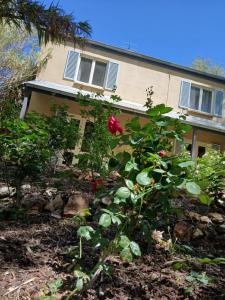 a house with a rose bush in front of it at Dennis Cottage Clare Valley , Auburn in Auburn