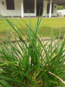 eine grüne Pflanze vor einem Haus in der Unterkunft Cinnamon Vibe Family Resort in Uragasmanhandiya