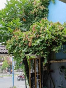 a plant is growing on the side of a building at Cát Tường Homestay in Danang