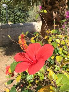 Zahrada ubytování Hibiscus Rosso