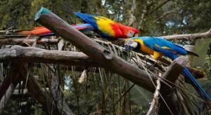two colorful parrots sitting on a tree branch at SPOT ON 90536 Bens Maju Foreststay in Ayer Keroh +16 photos