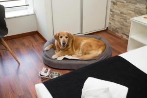 un perro acostado en una cama de perro en una habitación en Casual Vintage Valencia, en Valencia