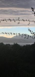 une volée d'oiseaux assis sur un fil dans l'établissement Appartement cosy vue mer, à Grosseto-Prugna