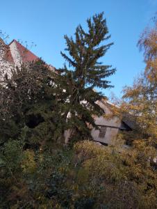 een grote dennenboom voor een gebouw bij Colmar centre ville et marché de Noël in Colmar