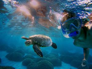 Snorkling och/eller dykning vid eller i närheten av gästgiveriet