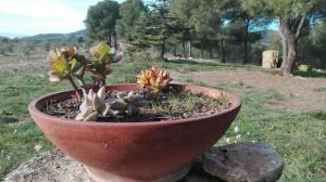 a plant in a pot sitting on a rock at Masía con capilla en parque natural in Pont de Armentera