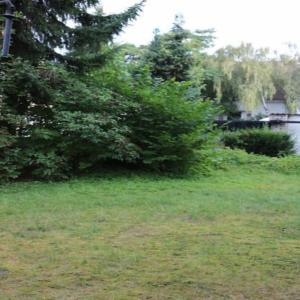 a bush in a grassy field next to a tree at Residence Amira in Hannover