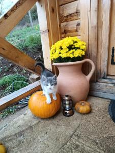 Fotografie z fotogalerie ubytování Dedin Konak v destinaci Mokra Gora + 147 fotografií