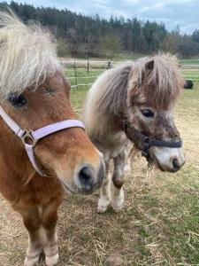 two miniature ponies standing next to each other in a field at Fachwerkzauber Eggenbach in Ebensfeld