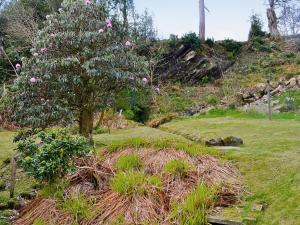 a tree in a field with pink flowers on a hill at Crubisdale in Blairmore