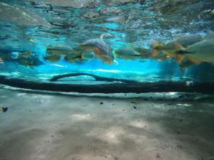 a group of fish swimming in the water at Pousada Reino Encantado in Nobres
