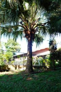 アチバイアにあるCasa Varanda Por do Sol - Piscina Climatizada - Dentro da Cidadeの公園内の芝生の椰子