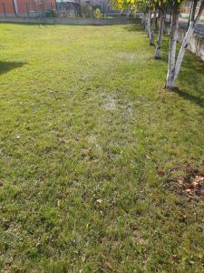 a field of grass with a tree in it at Villa Big Mama in Živinice