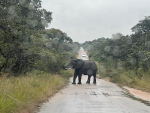 Zvířata v luxury tent nebo okolí