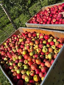 Dos contenedores de madera llenos de muchas manzanas rojas y verdes en Jåstad Gjestetun, en Jåstad