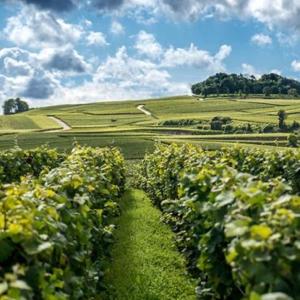 a field of crops with a blue sky and clouds at Au cœur de vignoble - appart entier - 3 rooms - Gîte AMBONN-ADNET in Ambonnay