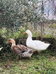 Gallery image of Camping villa lake shkodra in Omarë