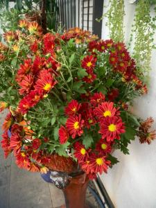 Κήπος έξω από το Green View