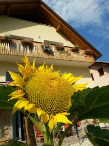 un grand tournesol jaune devant un bâtiment dans l'établissement Apartments Mas, à Dovje