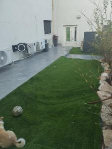 a cat laying on the grass in a yard at פנינה בבקעה - בקרבת עמק המייענות בקעת הירדן in Bet Sheʼan