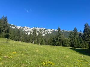 ein Grasfeld mit einem Berg im Hintergrund in der Unterkunft Casa Ionuț și Sofia in Podu Dîmboviţei